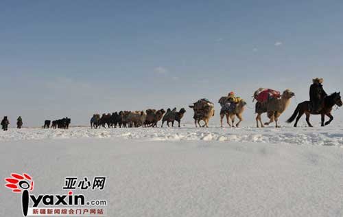 直击新疆十万牲畜大转移:49只羊被冻死(图)