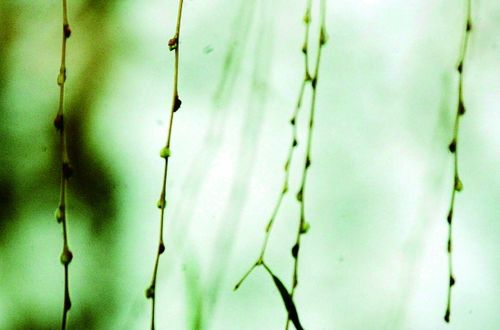 你没看错柳树发芽了