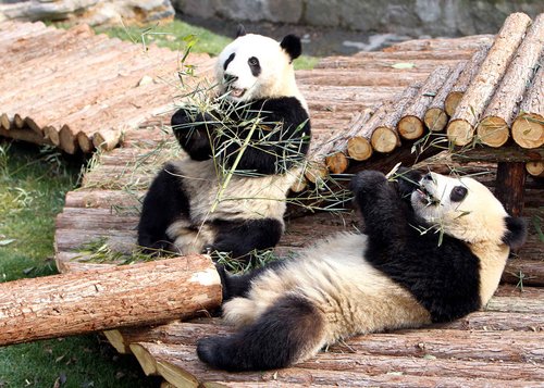 10只世博大熊猫正式与游客见面(图)