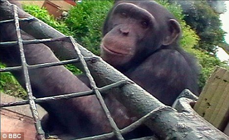 英国动物园黑猩猩首次自拍影片(图)