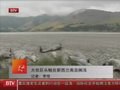 视频：大批巨头鲸在新西兰南岛搁浅 15头死亡
