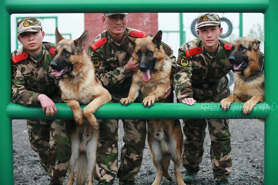 高清组图:武警特勤大队警犬憨态可掬的瞬间