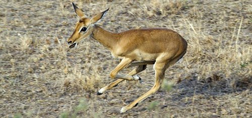 野生动物园中三只猎豹与羚羊竟成了朋友
