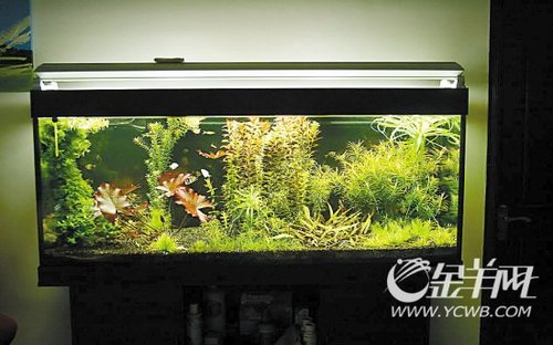 用鱼缸调整虎年运