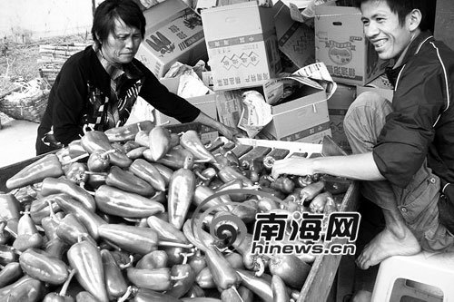 政府紧急化解 琼海辣农一天接到百万吨订单