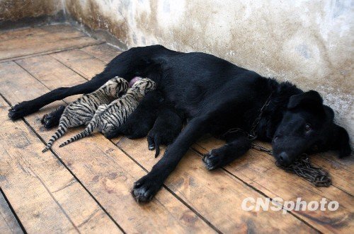 图文:两只小虎被遗弃 德国黑贝当“奶妈”_新闻_腾讯网