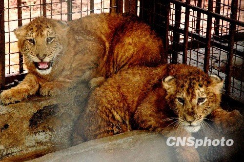 海南热带野生动植物园的一对龙凤双胞胎"虎狮兽"2月9日成功断奶,160天