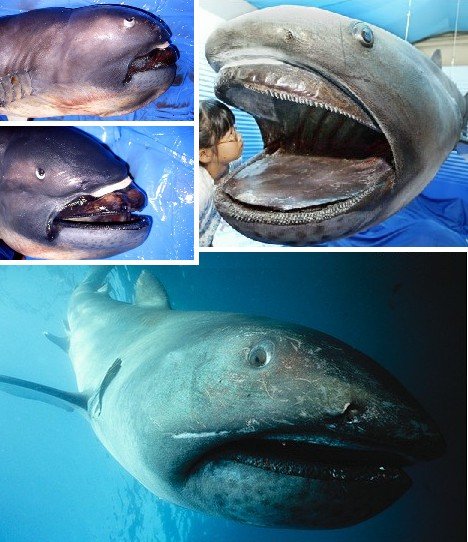 组图盘点海洋世界中最奇特的十种鲨鱼