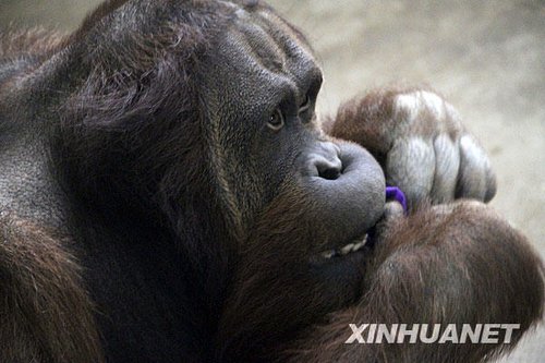 南京红猩猩“乐申”再次全球征婚