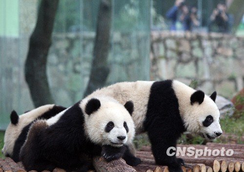上海万人争睹世博大熊猫 成虎年人气王(组图)