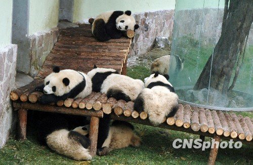 上海万人争睹世博大熊猫 成虎年人气王(组图)