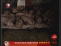 视频：广州白云区发生生猪口蹄疫情