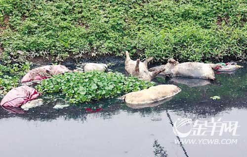 广东佛山河涌现72头死猪 死于呼吸道感染(图)