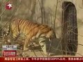 视频：上海动物园一位饲养员被老虎咬死