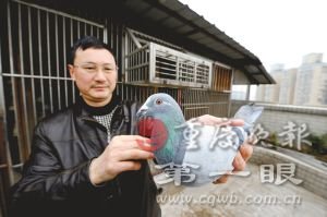 一只信鸽为主人赢72万奖金 单纯赛事被指变味