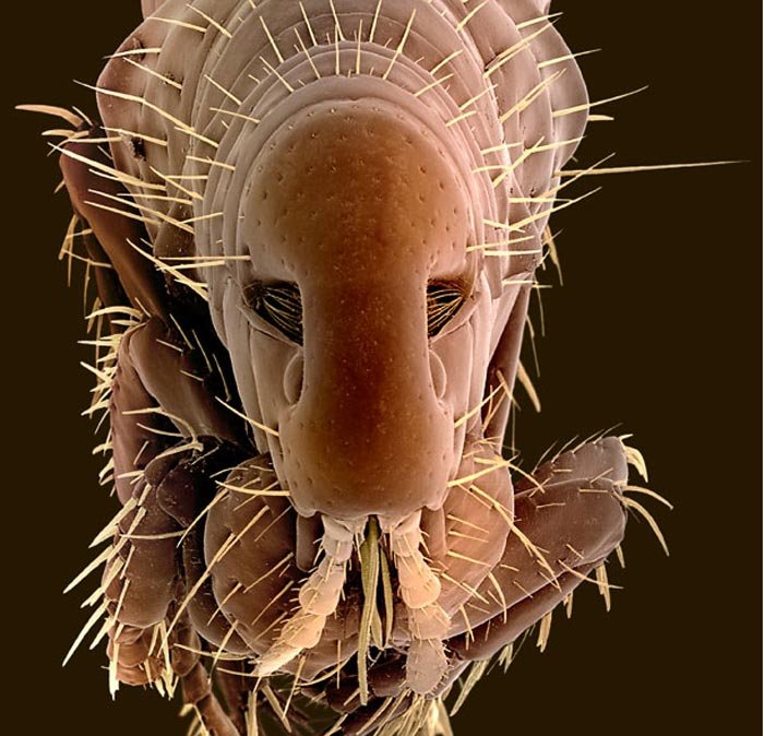 高清图:摄影师拍到令人毛骨悚然的昆虫3D照