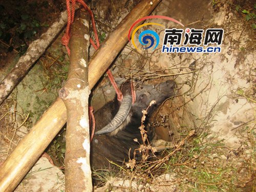 海南昌江县:耕牛掉进水井 消防官兵施救
