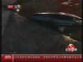 视频：美联社录像显示日本仍继续捕杀海豚