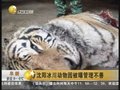 视频：沈阳冰川动物园被曝老虎大量死亡
