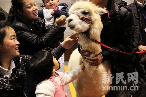 中国网民热捧之“神兽”羊驼今上海亮相