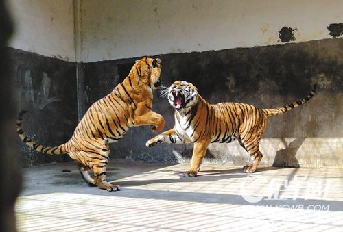 不理不睬华南虎逢春<em>叫春</em>入洞房_新闻_腾讯网