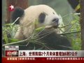 视频：世博熊猫体重急增 两个月增加6到7公斤