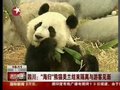 视频：“海归”熊猫美兰结束隔离与游客见面