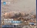 视频：钱塘江上漂死猪 连续打捞上近500头