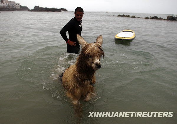 冲浪者多明戈·皮亚内兹在秘鲁首都利马训练他的羊驼皮斯科冲浪(3月12日摄)。新华社/路透