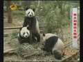视频：上海退休大妈有追求 给熊猫拍纪录片