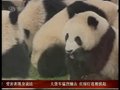 视频：世博熊猫体检称重 每只体重增加6到7公斤