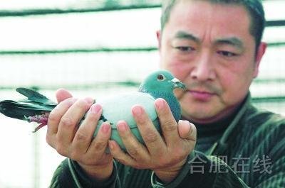 ·不抽烟不打牌,偏对信鸽着了迷