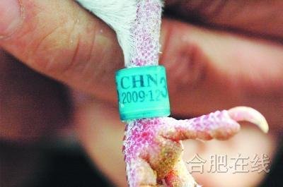 ·不抽烟不打牌,偏对信鸽着了迷