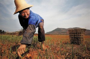 干旱威胁云南人民菜蓝子 村民吃野菜裹腹(图)