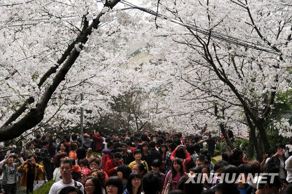 图集:武汉大学樱花盛开游人如织