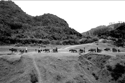 取水队伍回寨子，走在只有零星绿色的土地上，会让人错觉这里是大西北。《都市快报》供图