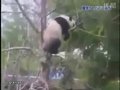 视频：可爱熊猫树上摔下 恼羞成怒报复树枝
