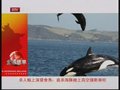 视频：杀人鲸追杀海豚 将其抛上高空撞断脊柱