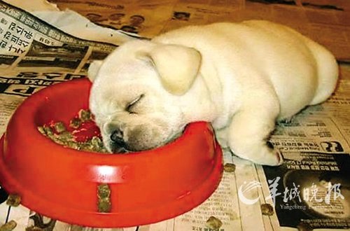 鸡叫狗咬骨头疯狂猜成语一个_狗咬着骨头图片(2)