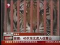 视频：40只东北虎迁入黄山 警方全程护送