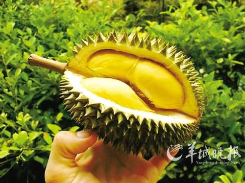 榴莲fans要知比金枕头更抵食的干腰