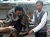 村庄无故涌现300多条怪蛇(组图)