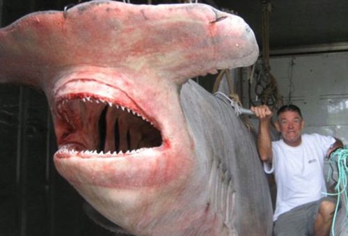 澳大利亚渔民捕获一头罕见锤头鲨鱼(图)