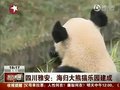 视频：四川“海归大熊猫乐园”在雅安落成