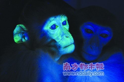 国产绿猴:当猕猴遇上绿色荧光蛋白