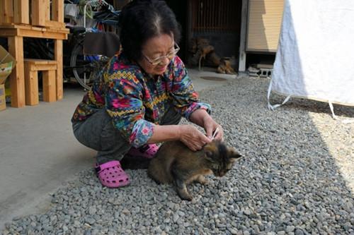 日本神秘猫咪当信使 送八百封信揭尘封过往(组图)