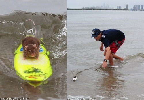 澳洲男子将4只宠物鼠训练成冲浪高手(组图)