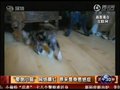 视频：超萌“晕倒小猫”网络曝红 原为患罕见病