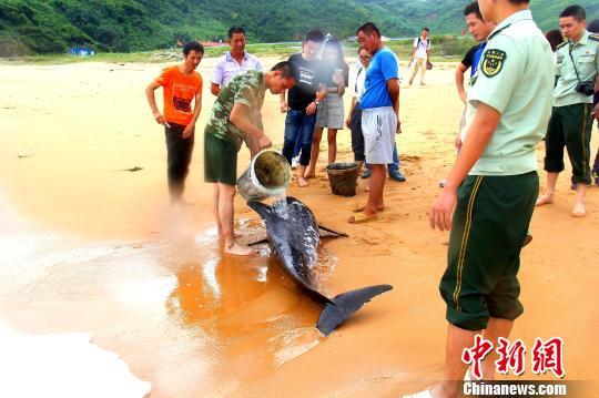 图为警民往海豚身上浇水。 江山美 摄