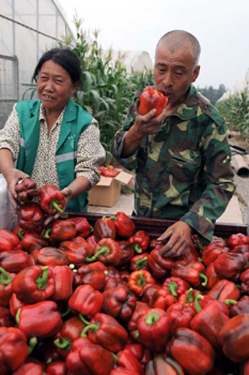 彩椒可当水果吃_<em>新闻</em>_<em>腾讯网</em>